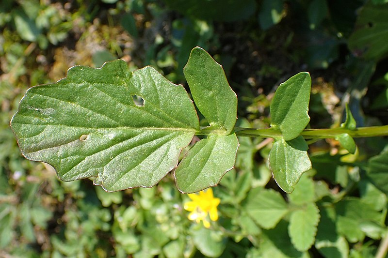 File:Barbarea vulgaris kz16.jpg