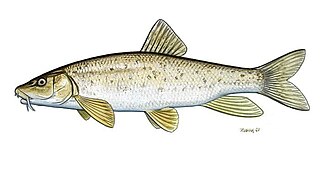 <i>Barbus peloponnesius</i> Species of fish