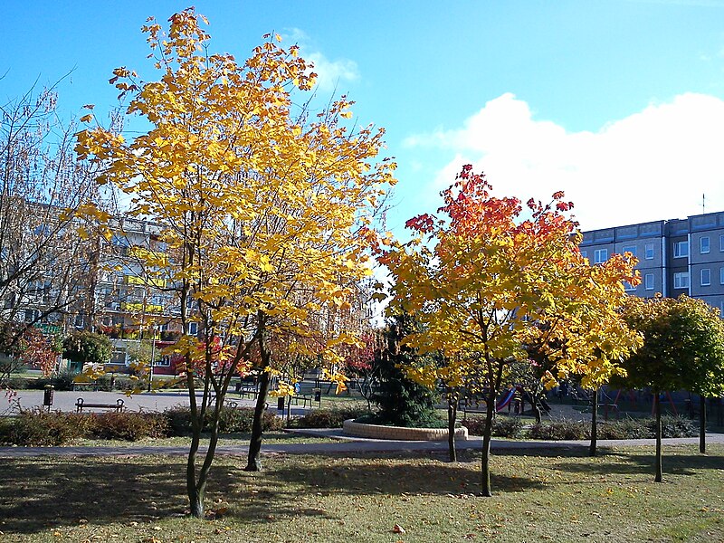 File:Batorego Poznan autumn.jpg