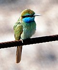 Thumbnail for Arabian green bee-eater