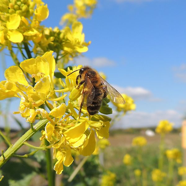 File:Bee (Andrena carantonica??), Beeston, Bedfordshire (13940917954).jpg