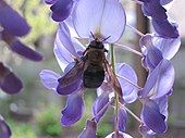 Glycine (couleur) — Wikipédia