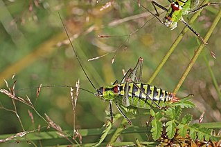 <i>Poecilimon thoracicus</i> Species of bush cricket