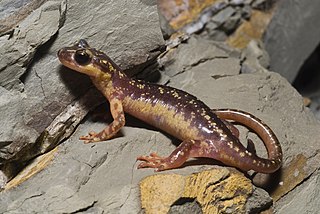 <i>Lyciasalamandra</i> Genus of amphibians
