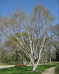 Betula utilis