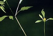 Bidens discoidea, or small beggarticks flower close up