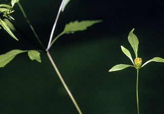 <i>Bidens discoidea</i> Species of flowering plant