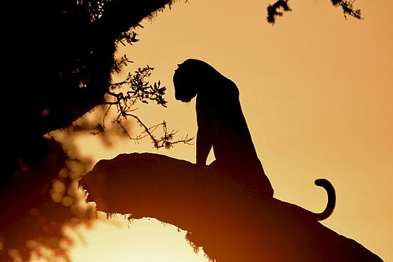 Sri Lankan leopard at Yala National Park. Photograph: Ilango Ram