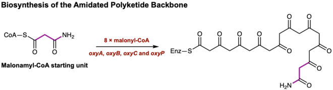 Figure 1. The oxytetracycline gene cluster extends the malonamyl-CoA starting unit with 8 x malonyl-CoA to form an amidated polyketide backbone en route to Oxytetracycline. Biosynthesis of the Amidated Polyketide Backbone.png