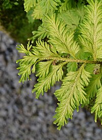 Asplenium_nidus_-_Bird's_Nest_Fern