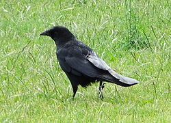 Чёрная ворона — типичный объект охоты в Европе
