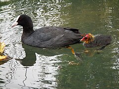 Blässhuhn (Fulica atra) mit Küken