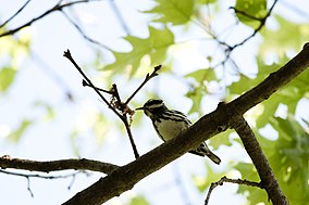 Hitam-dan-putih Warbler (7235499038).jpg