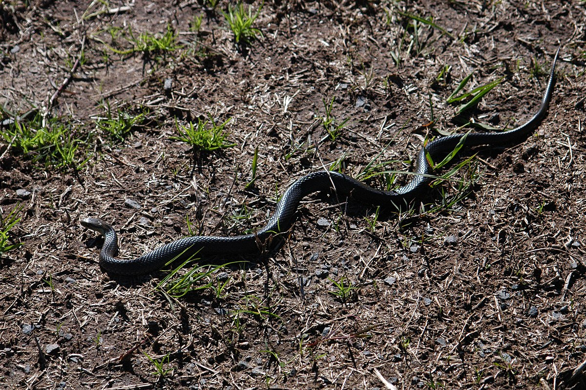 black swamp snake