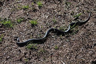 <i>Hemiaspis signata</i> Species of snake
