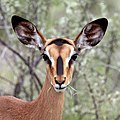 * Nomination Black-faced impala (Aepyceros melampus petersi) female, Namibia --Charlesjsharp 17:10, 24 April 2018 (UTC) * Promotion Good quality. --Tobias "ToMar" Maier 18:32, 24 April 2018 (UTC)