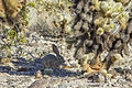 Black-tailed jackrabbit (Lepus californicus) resting; Cholla Cactus Garden (16956324355).jpg