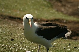 Thalassarche melanophris (Wenkbrauwalbatros)