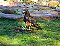 Black breasted buzzard emu egg stage one.jpg