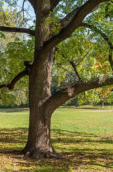 File:Black walnut in Prospect Park (92401p).jpg