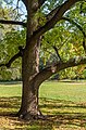 * Nomination black walnut tree in Prospect Park (New York, USA) --Rhododendrites 19:09, 4 November 2022 (UTC) * Promotion  Support Good quality. --Ermell 21:09, 4 November 2022 (UTC)