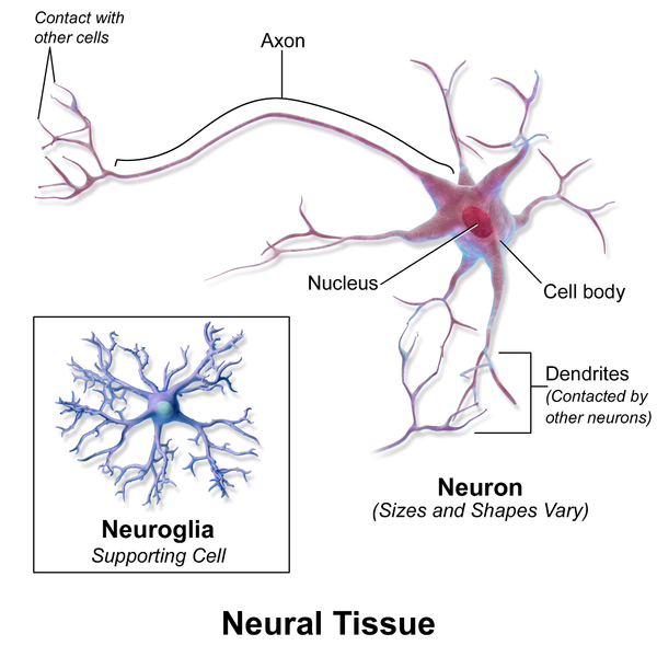 File:Blausen 0672 NeuralTissue.png