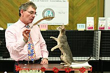 Blue abyssinian female cat being judged at CFA cat show in Helsinki, Finland BlueAbyShow.jpg