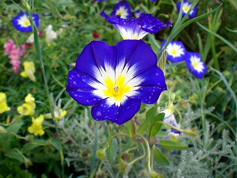 File:BlueFlowers.jpg