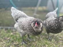 black easter egger hen