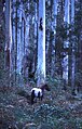 Wild horse in Blue Gum Forest