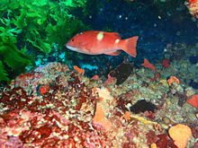 Bodianus frenchii PC259758.JPG