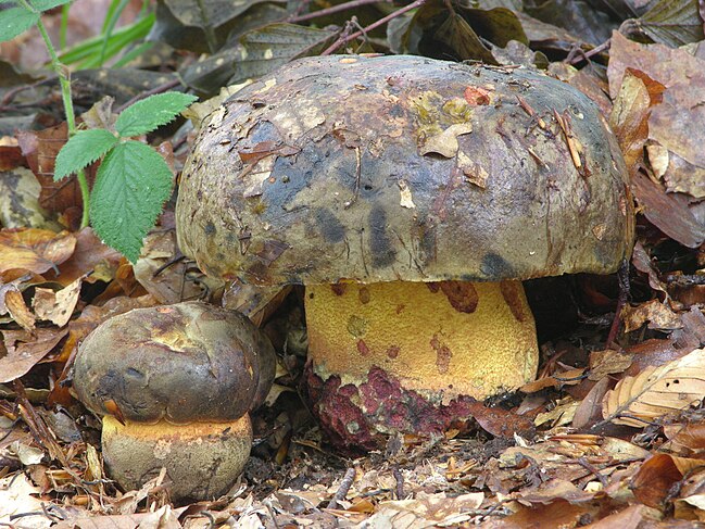 the fun guy to be with ... brawny bolete