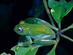 Beskrivelse av bildet Boophis andreonei.jpg.