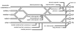 מקלעת Brachial.svg