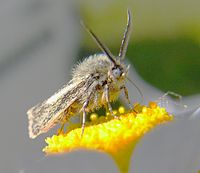 Brachodidae