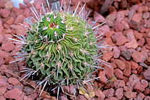 Otak Kaktus (Stenocactus multicostatus).jpg