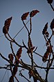 Branches in winter (a0004630) - panoramio.jpg