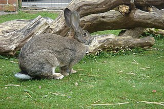 British Giant rabbit Large breed of british rabbit