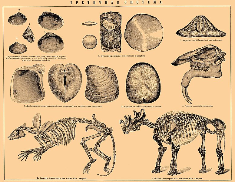 File:Brockhaus and Efron Encyclopedic Dictionary b66 781-0.jpg