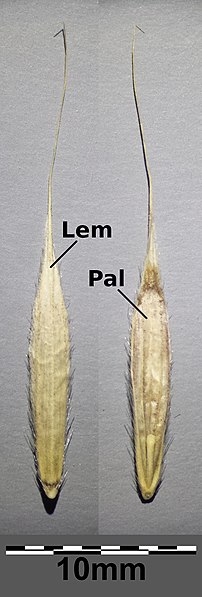 File:Bromus benekenii sl32.jpg