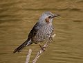 Vignette pour Bulbul à oreillons bruns