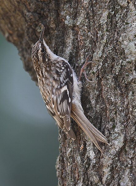 File:Brown Creeper - 52031994773.jpg