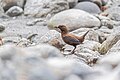 At Langtang National Park, Nepal