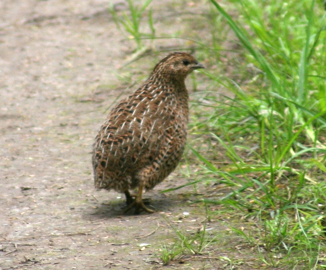 File:Brown Quail.jpg