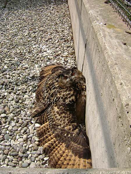 File:Bubo Bubo Wildpark Saarbrücken 2.JPG