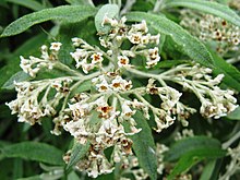 غنچه loricata flowers.jpg