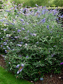 Буддлея 'Glasnevin' shrub.jpg