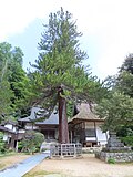 Miniatuur voor Bestand:Bujo-ji - Cedar.jpg