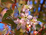 小石川植物園のヒマラヤザクラ