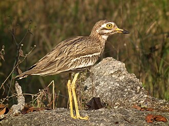 The large eyes indicate nocturnality Burhinus indicus, central India.jpg